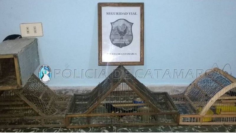 Secuestran tramperas y aves canoras en la Capital