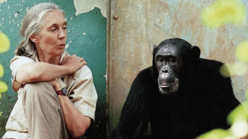 Jane Goodall: del amor por Tarzán a la pasión por la ciencia