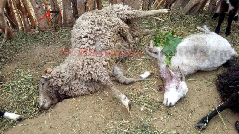 Animales masacrados por una jauría