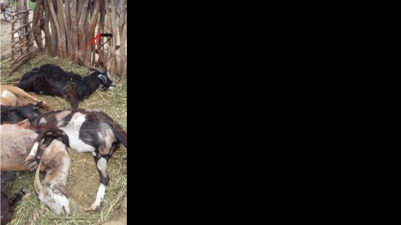 Animales masacrados por una jauría