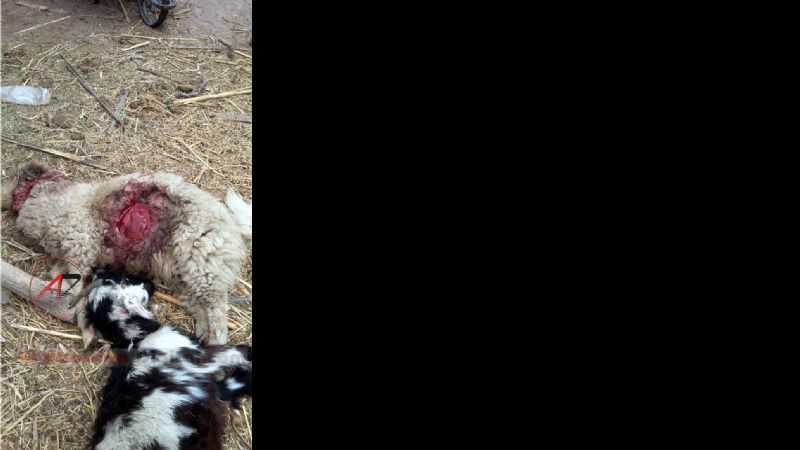 Animales masacrados por una jauría