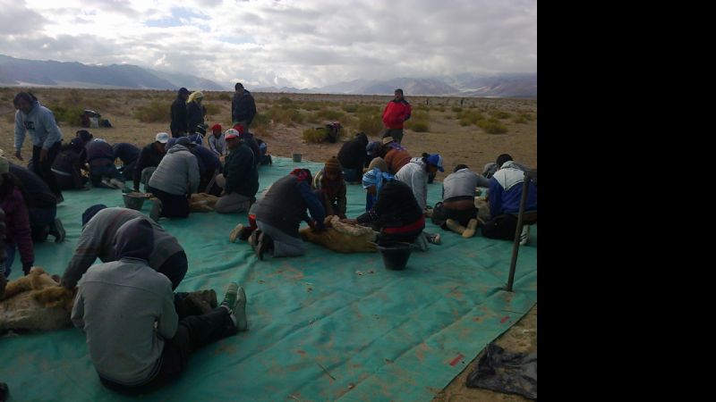 Segunda esquila comunitaria de vicuñas en Laguna Blanca