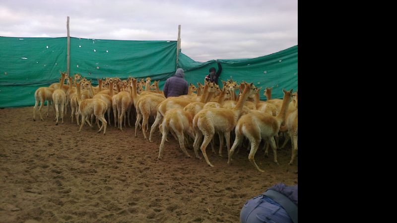 Segunda esquila comunitaria de vicuñas en Laguna Blanca