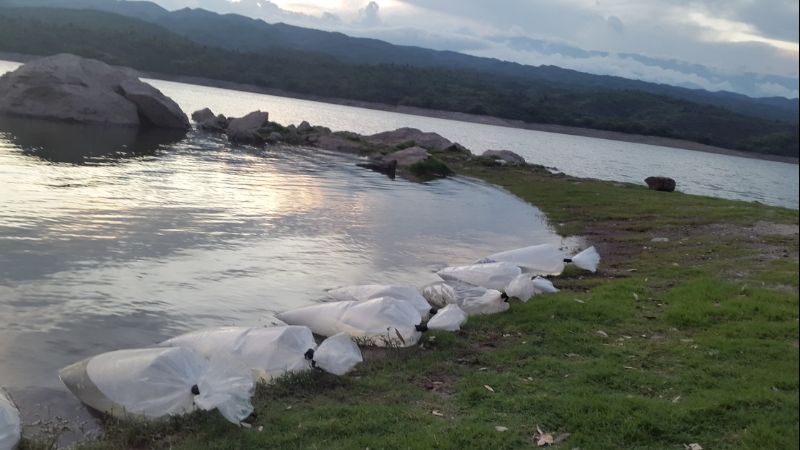 Se realizó la última siembra de alevines del año