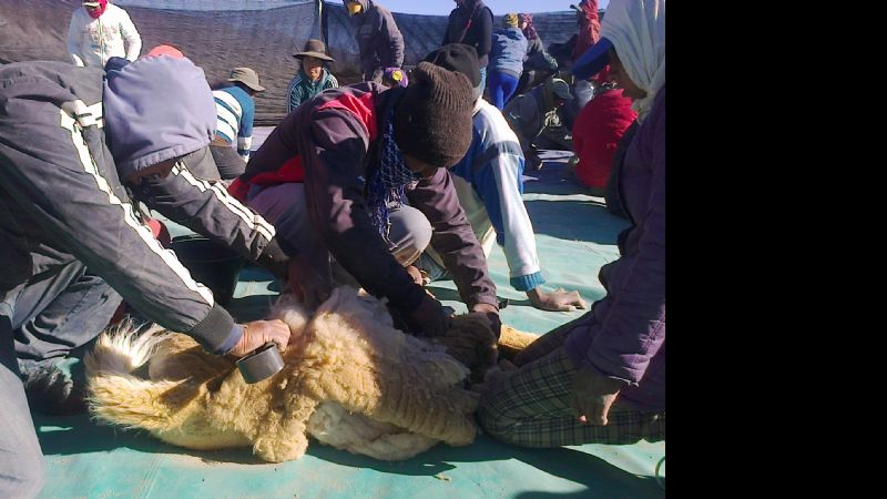 Se desarrolló la tercera esquila comunitaria de vicuñas en Laguna Blanca