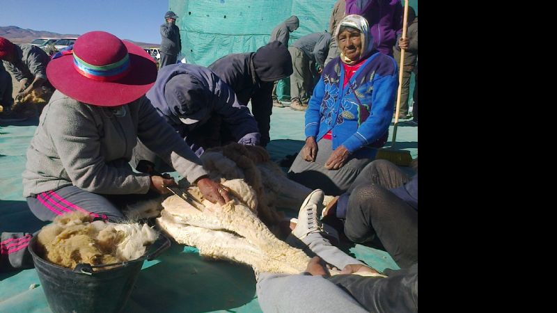 Se desarrolló la tercera esquila comunitaria de vicuñas en Laguna Blanca