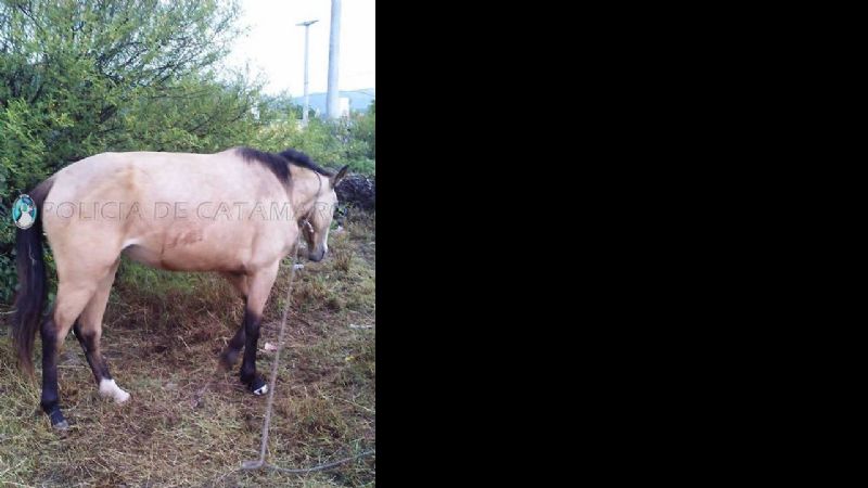 Secuestran un animal equino en el norte de la Capital