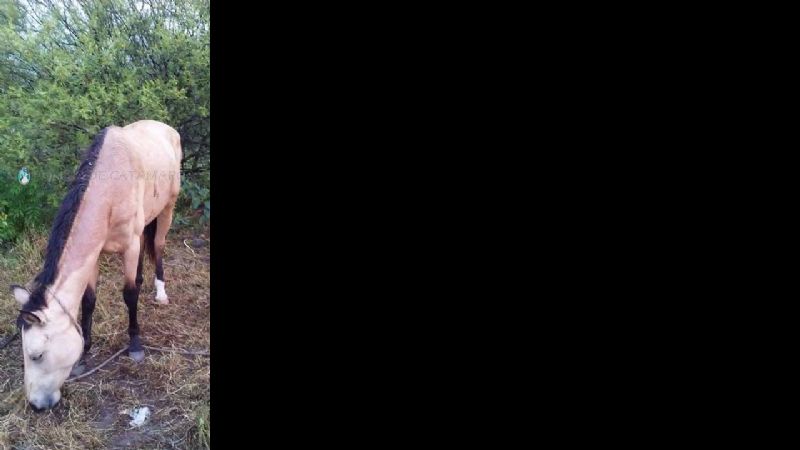 Secuestran un animal equino en el norte de la Capital