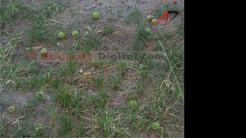 Pérdidas económicas en Medanitos tras caída de granizo