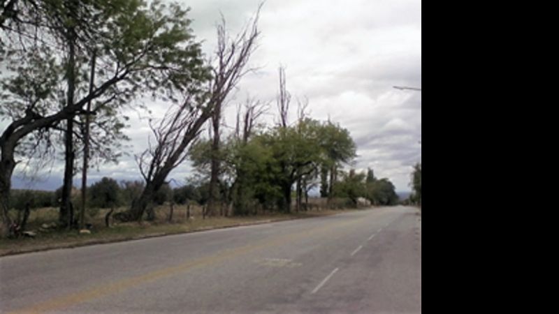 Peligro latente por un álamo