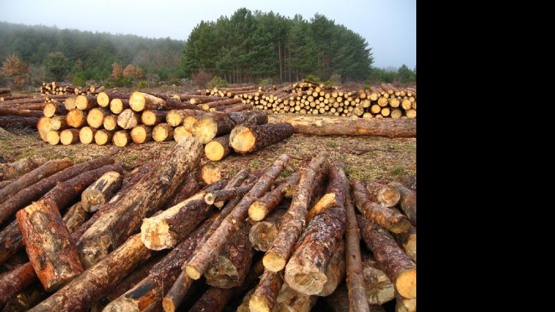 Método para determinar la calidad de la madera sin voltear el árbol