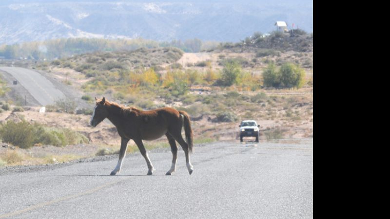 Previenen por animales sueltos en la mayoría de las rutas provinciales