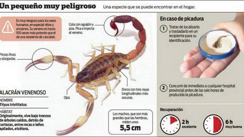 ¿Qué debes hacer para evitar el alacrán en tu vivienda?