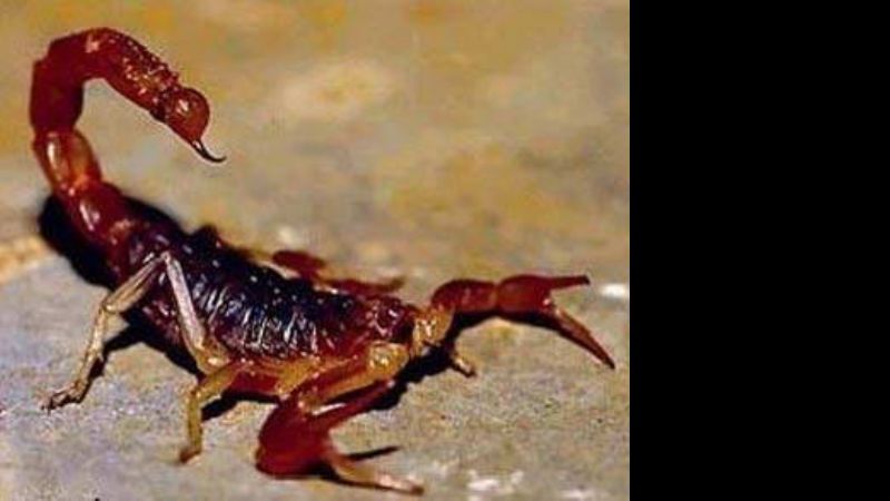 Aseguran que el alacrán fue letal y que la atención fue en tiempo y en forma