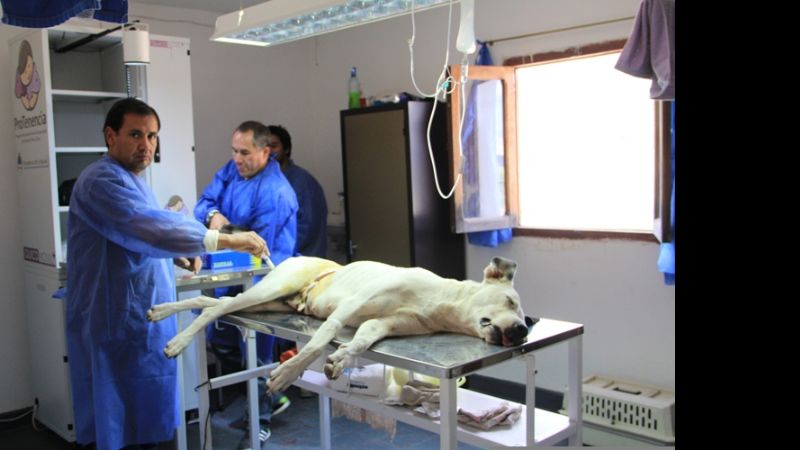 Creció la demanda en la castración de mascotas