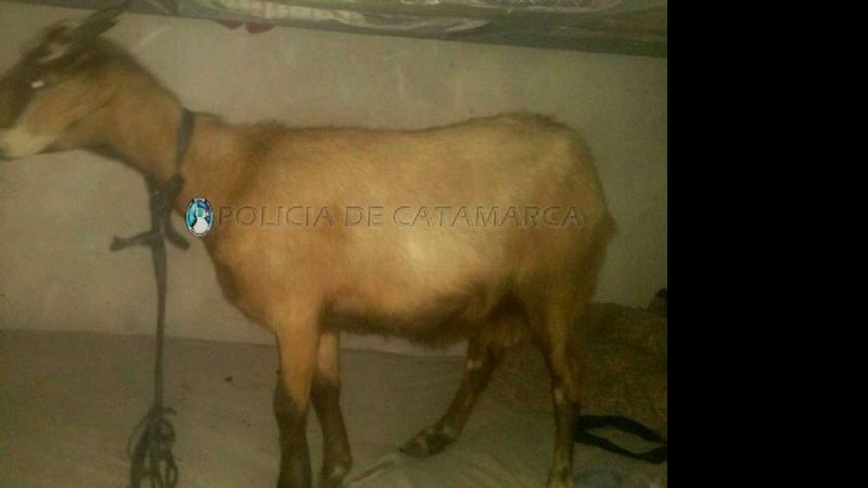 Aprehendieron a un joven y secuestran un animal caprino