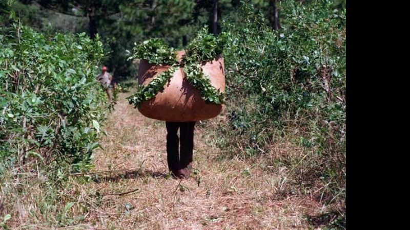 La cosecha 2015 de yerba mate será la mayor de la historia