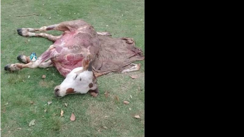 Aprehenden a tres sujetos en Capayán