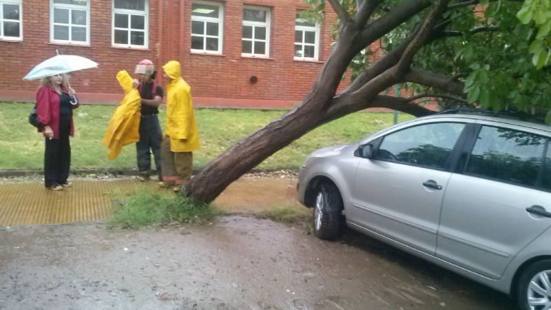 Un árbol aplastó a su auto de alta gama y entró en crisis