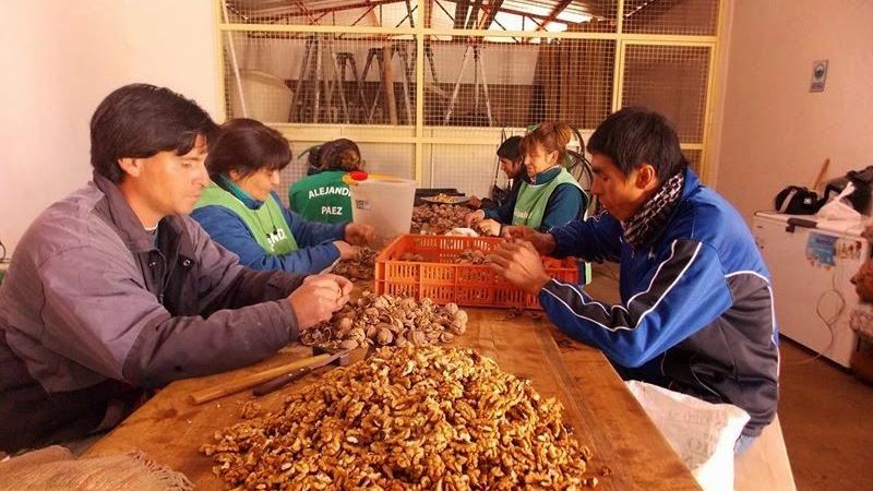 Se adelantó de la cosecha de la nuez