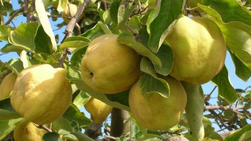 La cosecha de membrillos en Andalgalá alcanzó los 1,5 millones de kilos