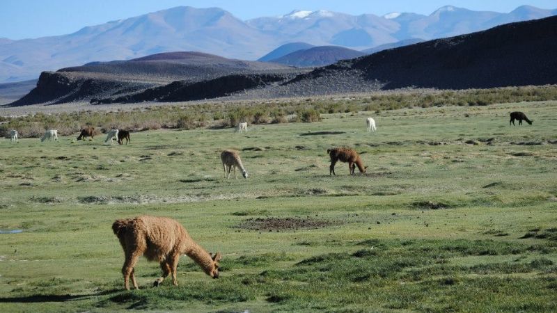 Se realizó con notable éxito la Feria de la Puna