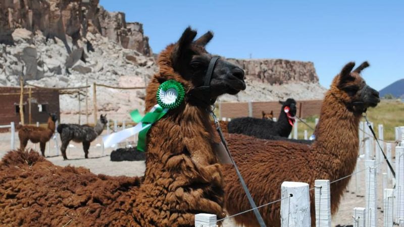 Se realizó con notable éxito la Feria de la Puna