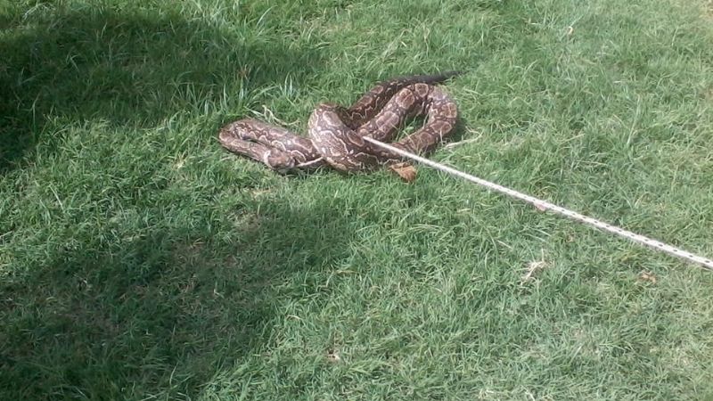 Liberan una lampalagua en Pirquitas