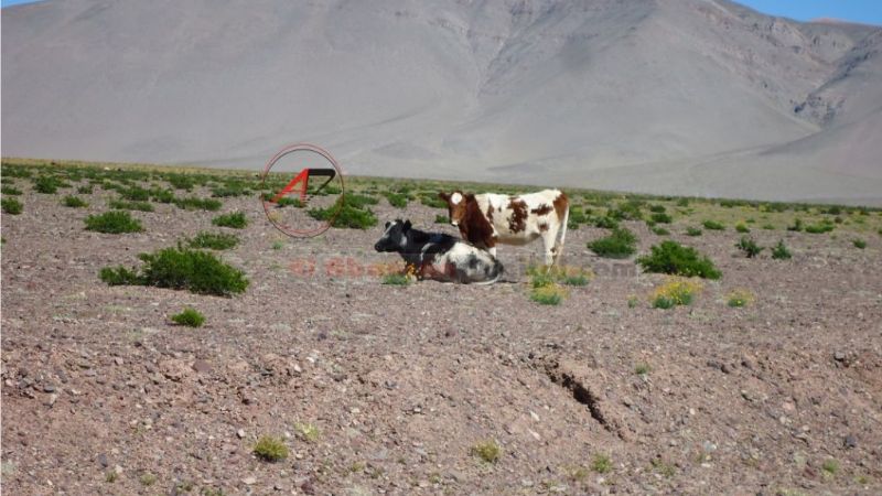 Cazadores y cuatreros producen enormes perjuicios en la cordillera