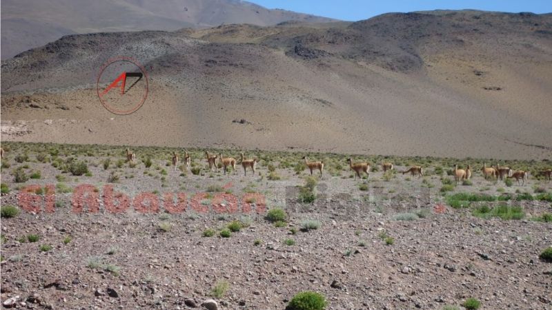 Cazadores y cuatreros producen enormes perjuicios en la cordillera