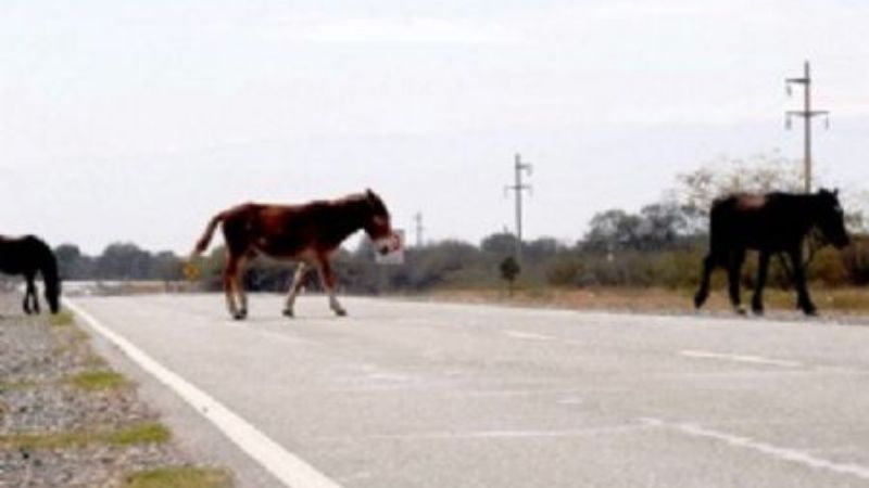 Sigue grave el conductor que chocó contra un animal