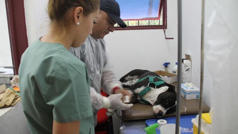 El Centro de Esterilización de Mascotas, en el Corralón