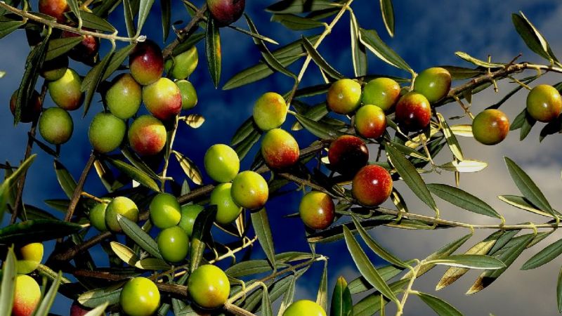 Por el desastre natural en el Oeste, peligra la producción olivícola