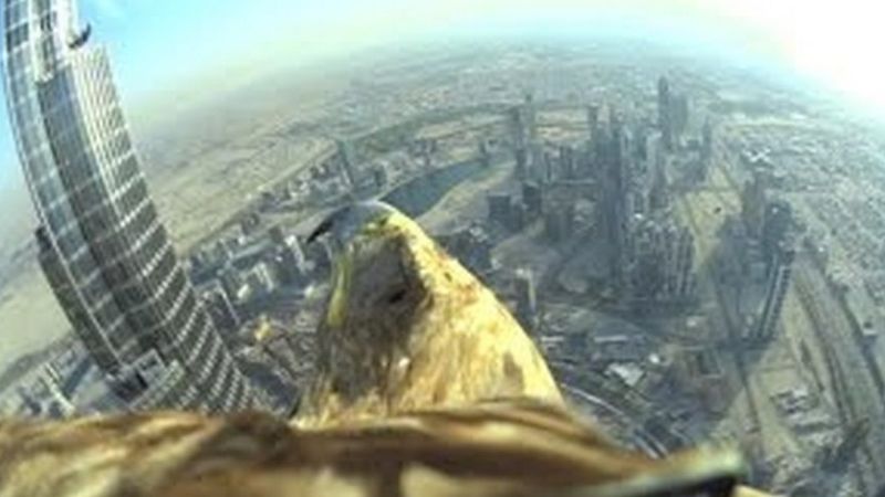Video: un águila halla a su dueño desde 800 metros de altura