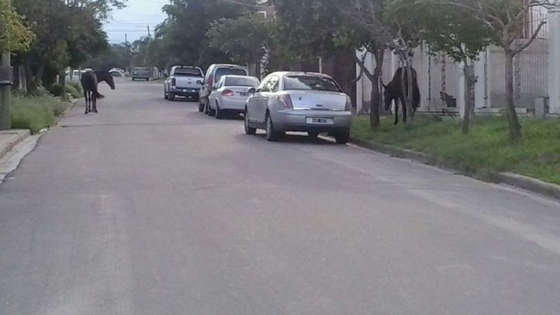 Secuestran caballos en plena ciudad