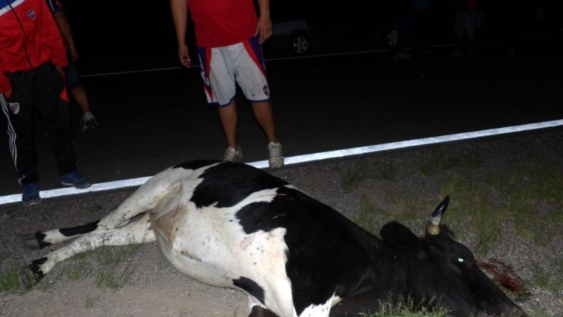 Familia riojana chocó con una vaca