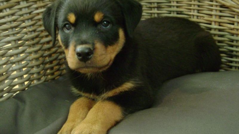 A la comisaría por robar un rottweiler