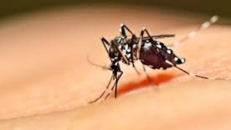 Reportan 225.000 casos dengue en la Triple Frontera