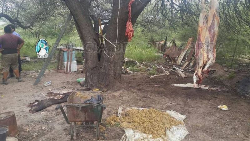 Los sorprenden faenando animales