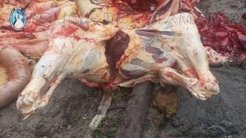 Los sorprenden faenando animales