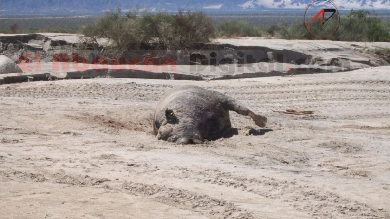 Pobladores y escuelas del norte de Fiambalá consumirían agua de creciente