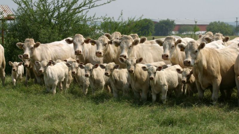 Buscan agregarle valor a la carne en el NEA