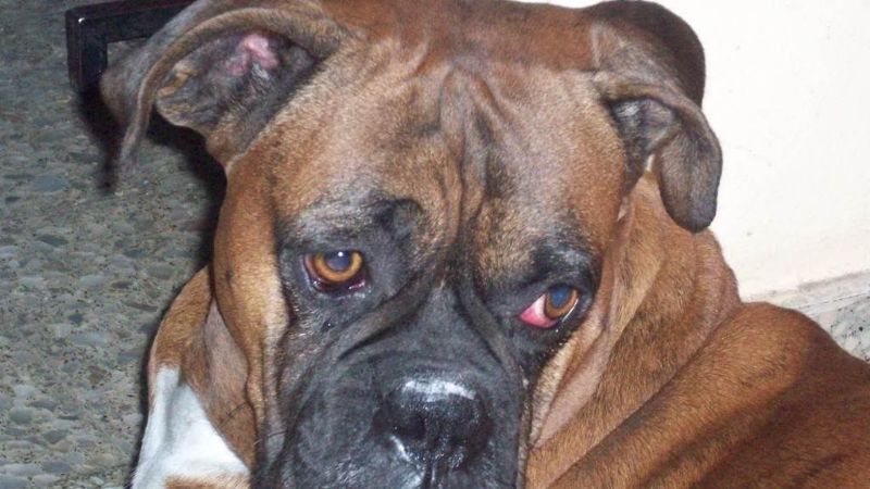 Niña atacada por un perro Boxer