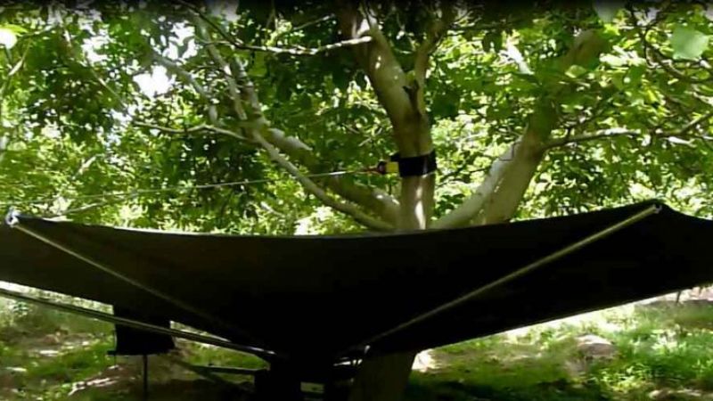 Presentarán prototipo de remecedora colectora de aceitunas y nueces