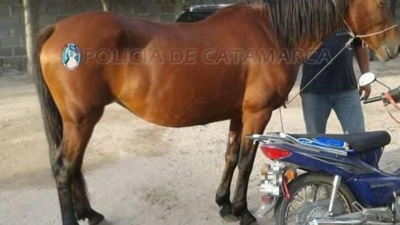 Secuestran un animal equino