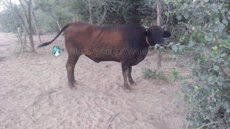 Secuestran un animal vacuno