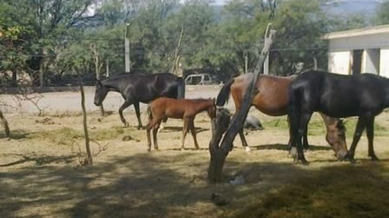 Convenio de cumplimiento efectivo