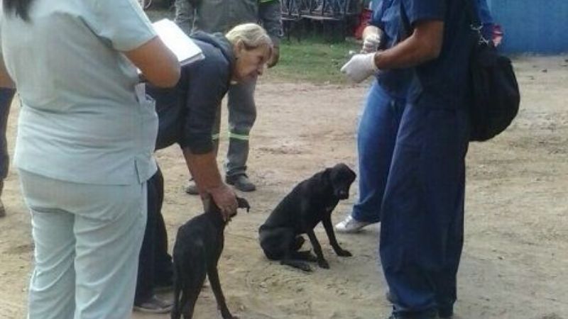 Zoonosis desarrolló actividades con la Administración del Parque Adán Quiroga