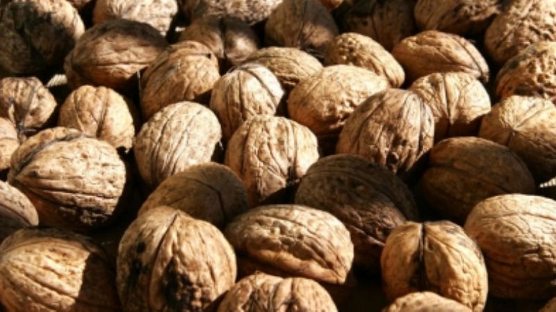 Productor nogalero, víctima del “cuento del tío”