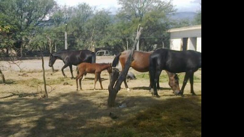 No aparecen los dueños de los animales secuestrados